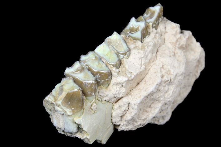 Oreodont (Merycoidodon) Jaw Section - South Dakota #128118